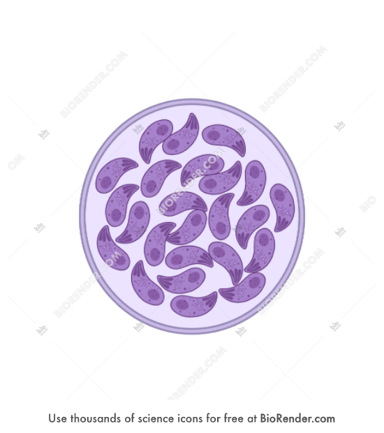 <p>6: <span>Parasites form tissue cysts, most commonly in skeletal muscle, myocardium, brain, and eyes; these cysts may remain throughout the life of the host.</span></p>