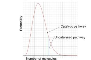 <ul><li><p>catalytic pathway is shifted to the left and can be used by more molecules</p></li><li><p>however, curve is unchanged in shape</p><ul><li><p>more molecules have enough energy to react via the catalysed pathway</p></li></ul></li></ul><p></p>
