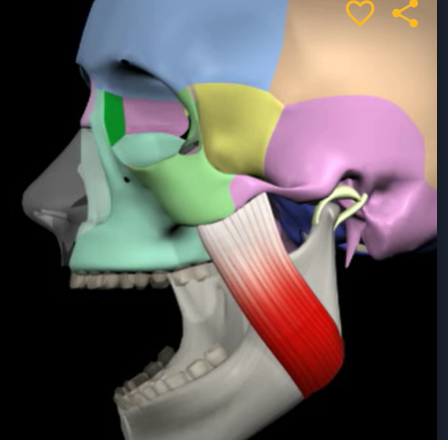 <p>Function: elevates mandible (closes jaw)</p><p>Origin: zygomatic bone<br>Insertion: angle of mandible</p>