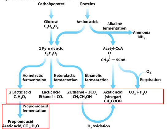 <p>Food fermentation principles</p>