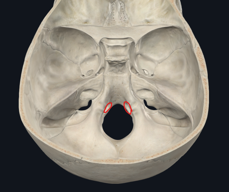 <ul><li><p>Fosa craneal posterior</p></li></ul><p></p>