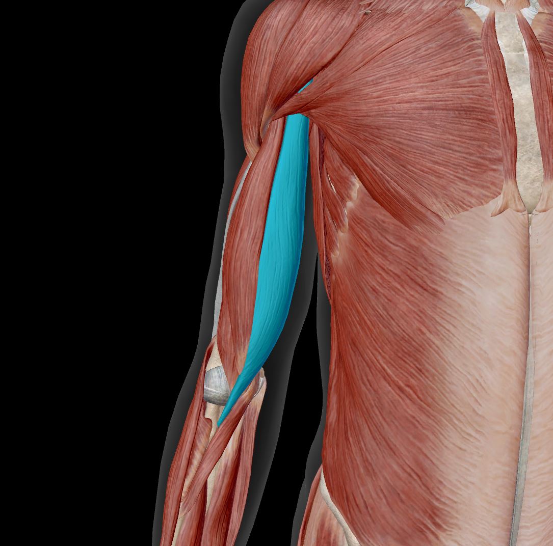 <p>Label the muscle</p>