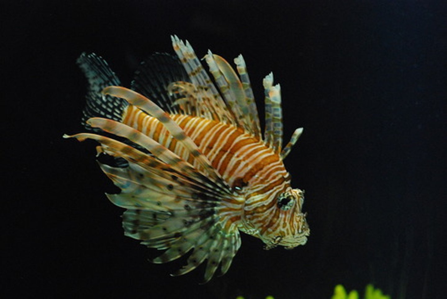 <p>a species that spreads rapidly across large areas and causes harm</p>