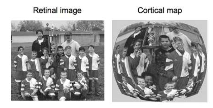 <p>→ gevolg:</p><ul><li><p>gezichtsscherpte neemt af met excentriciteit (= hoekafstand tov fovea)</p></li><li><p>wanneer we details in perifeer gezichtsveld willen zien → we moeten ogen/ hoofd draaien zodat object op fovea valt</p></li></ul><p></p>