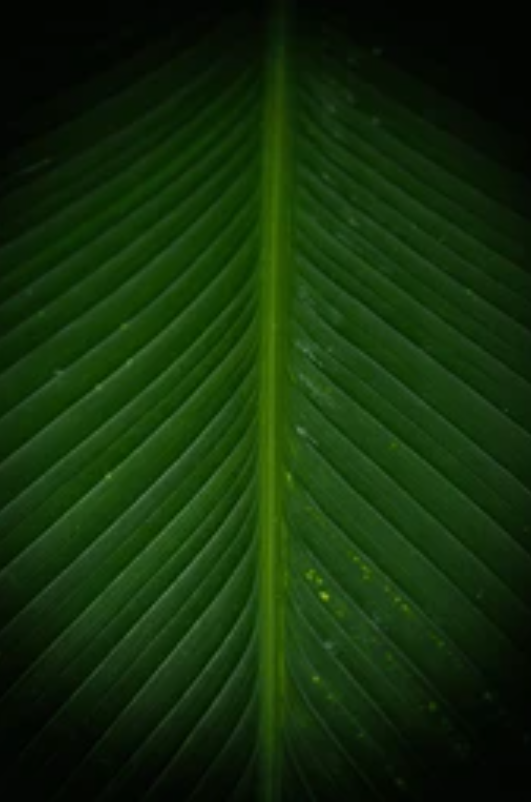 <p><span>a feature of monocots; in which the veins run in straight lines across the length of the </span>leaf <span>without converging; can be longitudinal or pinnate</span></p>