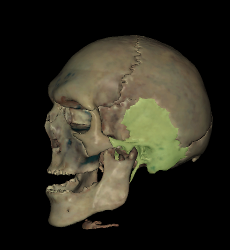The side of the skull by the ears