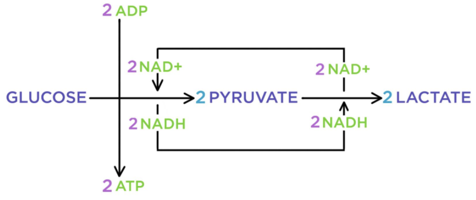 <p>occurs in animal cells, some bacteria and molds</p><ul><li><p>Produces <strong>2 ATP </strong>and <strong>lactate</strong> (lactic acid)</p></li></ul><p></p>