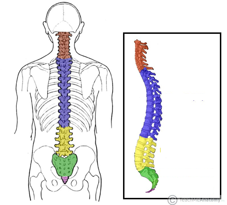 <p><span>Name the five regions of the vertebral column and the number of vertebrae in each.</span></p>