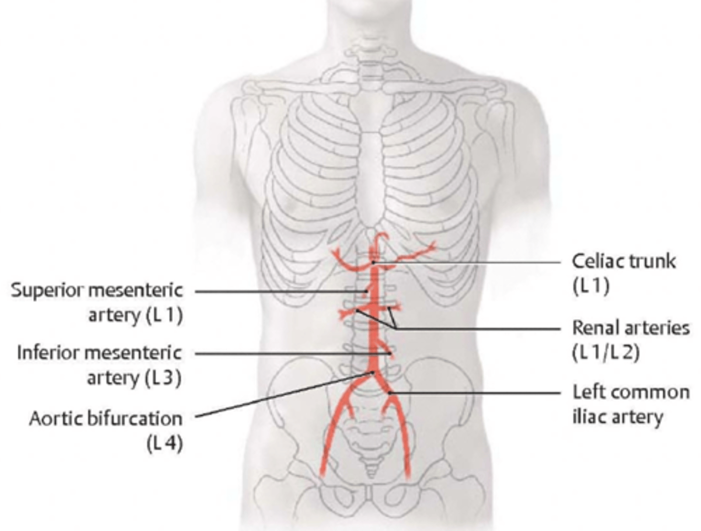 <p>Celiac trunk: forgut (L1)</p><p>Superior Mesenteric artery: midgut (L1)</p><p>Inferior Mesenteric artery: hindgut (L3)</p>