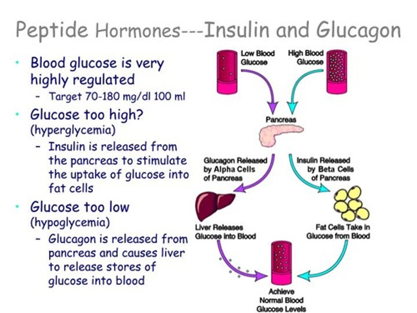 <p>(A) Both Glucagon and Insulin are Peptide Hormones.</p>