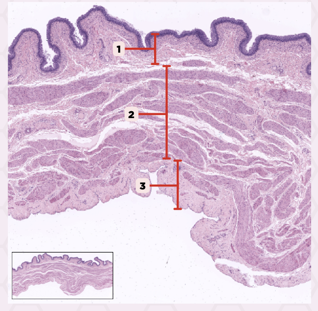 <p>Identify the specimen.</p>