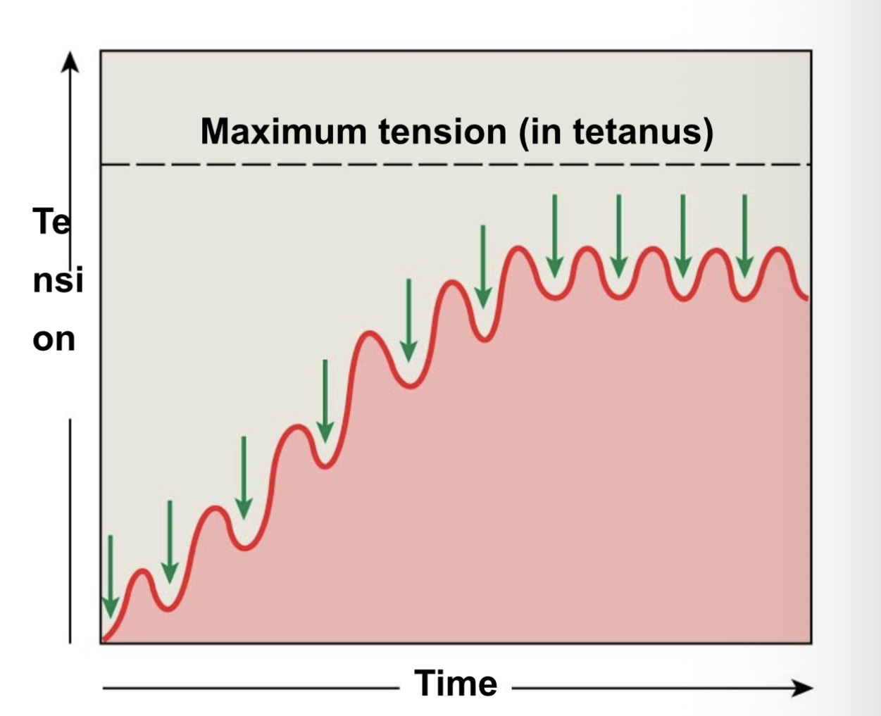 <p>• Twitches reach maximum tension</p><p class="has-focus">• if rapid stimulation continues and muscle is not allowed to relax, twitches reach maximum level of tension. </p>