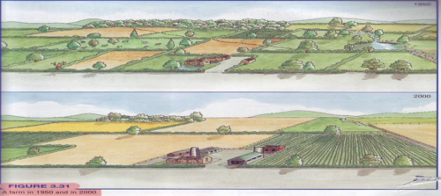 <p>- <strong><span class="bgB">field sizes have increased to facilitate the use of larger machinery</span></strong>, leading to the <strong><span class="bgB">loss of hedges and ditches</span></strong> as well as reducing the visual integrity of the landscape and the range of wildlife habitats</p><p>- <strong><span class="bgB">hedgerows have declined</span></strong> in length and the botanical <strong><span class="bgB">diversity of many field margins has also declined</span></strong> through nutrient enrichment and/or herbicide drift</p><p>- <strong><span class="bgB">wetlands have been drained</span></strong> and water formerly in ditches and streams has been piped underground</p><p>- <strong><span class="bgB">woodlands have been felled</span></strong>, and <strong><span class="bgB">moorlands and heathlands have been ploughed up</span></strong></p><p>- the introduction of <strong><span class="bgB">monoculture has reduced biodiversity</span></strong> and the variety of landscape patterns</p><p>- <strong><span class="bgB">deeper ploughing</span></strong> has increased the potential for <strong><span class="bgB">soil erosion and nutrient loss</span></strong></p><p>- <strong><span class="bgB">leaching of nitrates from fertilisers has caused eutrophication</span></strong> of lakes, ponds, and streams, and the creation of algal bloom</p>