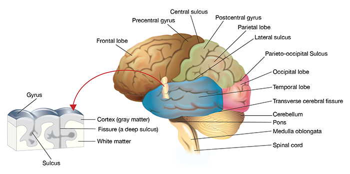 <p></p><ul><li><p><span><strong><span>Frontal lobe</span></strong><span> – planning, reasoning, movement, speech.</span></span></p></li><li><p><span><strong><span>Parietal lobe</span></strong><span> – sensory perception (touch, pressure, pain, temp).</span></span></p></li><li><p><span><strong><span>Temporal lobe</span></strong><span> – hearing, smell, language.</span></span></p></li><li><p><span><strong><span>Occipital lobe</span></strong><span> – vision.</span></span></p></li><li><p><span><strong><span>Insula</span></strong><span> – deep within lateral sulcus; taste, emotional context.</span></span></p></li><li><p><span><strong><span>Cerebellum</span></strong><span> – coordination and balance.</span></span></p></li></ul><p></p>