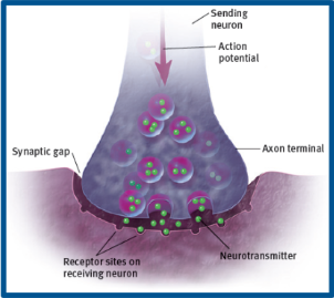 <p>Junction between the axon top of the sending neuron and the dendrite or cell body of the receiving neuron</p>