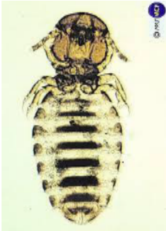 Common Name