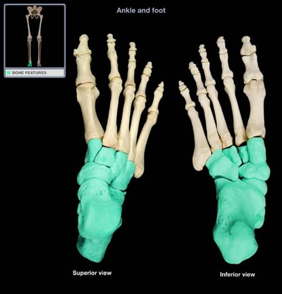 <p>calcaneus, talus, cuboid, navicular, and cuneiforms (lateral, intermediate, and medial)</p>