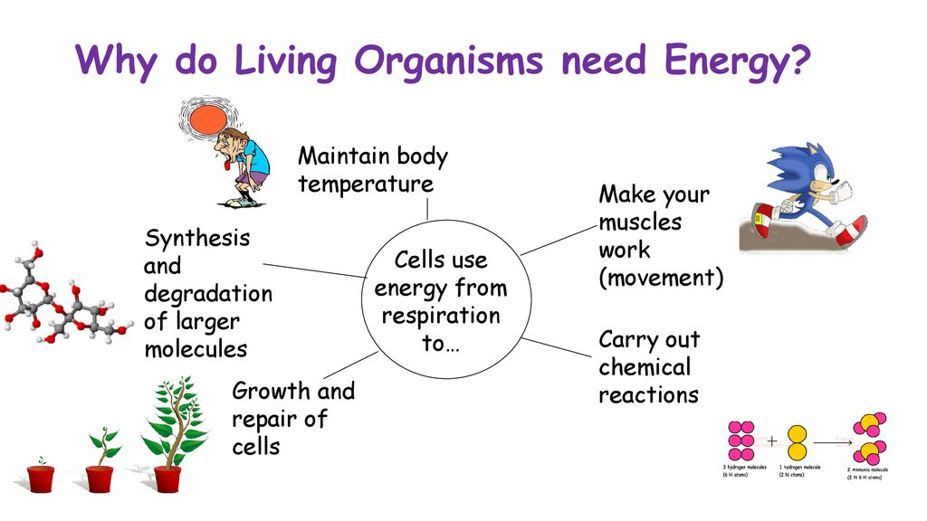 <ul><li><p>Cells need to synthesize large molecules like DNA and proteins.</p></li><li><p>Cells need to actively transport molecules and ions across the cell membrane.</p></li><li><p>Cells need to move structures (like vesicles and chromosomes) within a cell.</p></li></ul><p></p>