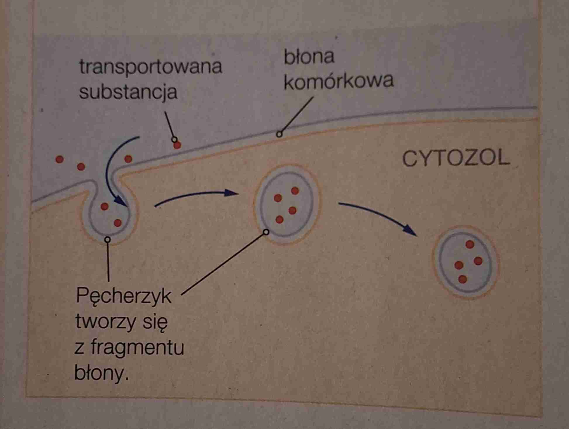 <ul><li><p>jest to transport substancji do wnętrza komórki za pomocą pęcherzyków powstających z udziałem błony komórkowej </p></li><li><p>jest sposobem odżywiania się niektórych organizmów m.in. protistów </p></li><li><p>w zależności od transportowanych substancji wyróżniamy <strong>fagocytozę</strong> i <strong>pinocytoza</strong></p></li></ul>