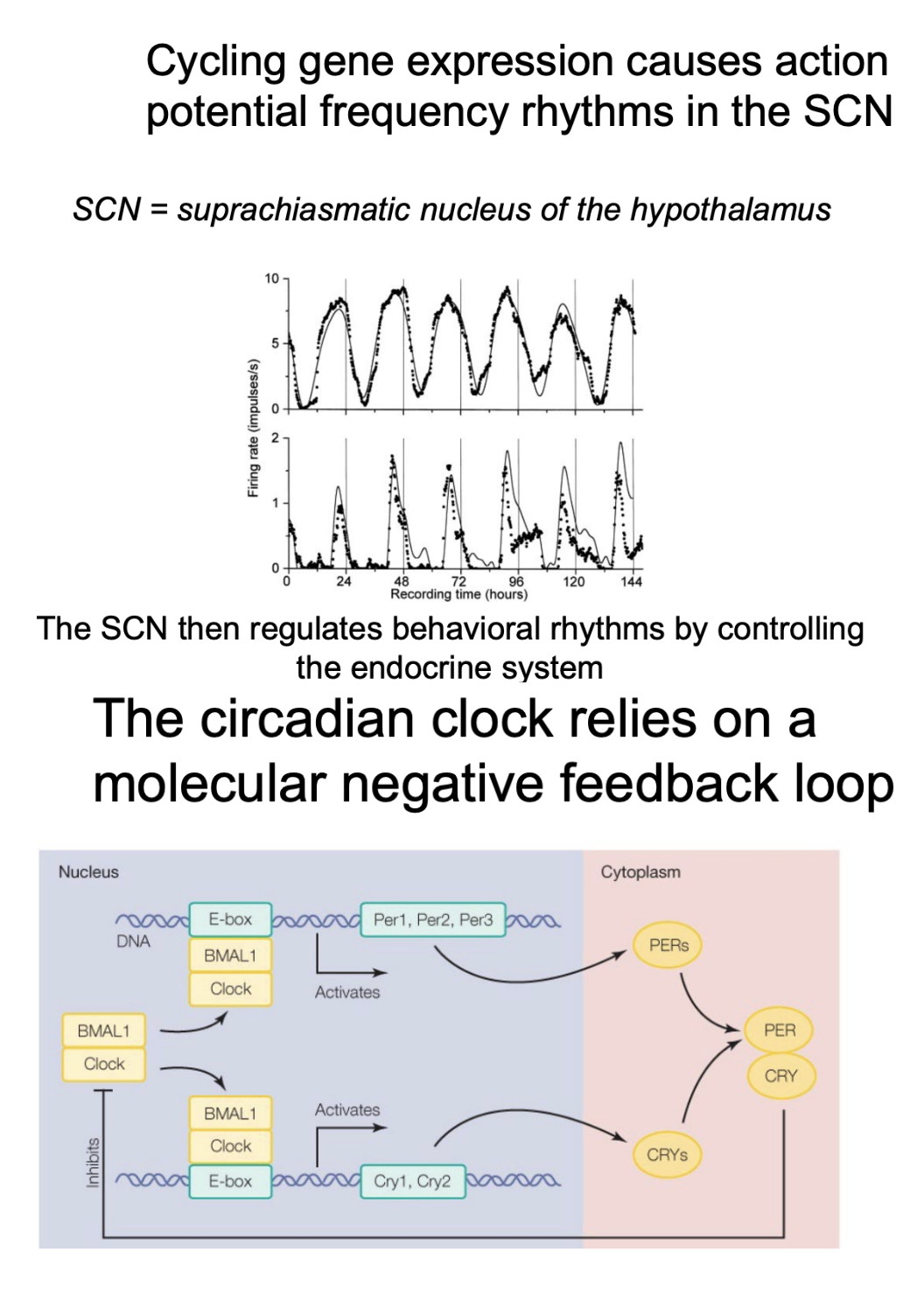 <ul><li><p><strong>CR relies on a molecular </strong><span style="color: blue;"><strong><span>Negative feedback loop</span></strong></span></p><ul><li><p><mark data-color="red" style="background-color: red; color: inherit;">BMAL1</mark> and <mark data-color="green" style="background-color: green; color: inherit;">CLOCK</mark> are transcribed</p></li><li><p>They begin DNA transcription, producing <mark data-color="blue" style="background-color: blue; color: inherit;">PERs</mark> and <mark data-color="purple" style="background-color: purple; color: inherit;">CRYs</mark></p></li><li><p><mark data-color="blue" style="background-color: blue; color: inherit;">PERs</mark> and <mark data-color="purple" style="background-color: purple; color: inherit;">CRYs</mark> <strong>inhibits production of transcription factor</strong>, working on 24 hour cycle (strong correlation)</p></li></ul></li><li><p>In hypothalamus:</p><ul><li><p><mark data-color="#ffffff" style="background-color: rgb(255, 255, 255); color: inherit;">In </mark><strong><mark data-color="yellow" style="background-color: yellow; color: inherit;">Suprachiasmatic nucleus (SCN)</mark></strong></p><ul><li><p>Found there were strong correlations of <strong>BMAL1 and Clock transcription or PERs and CRYs production</strong> occured within a 24 hour cycle</p></li></ul></li></ul></li></ul><p></p>