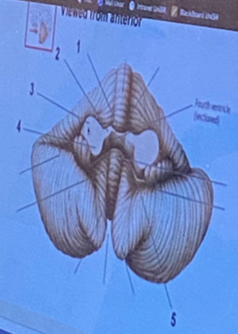 <p>Superior cerebellar peduncle</p><p>Middle cerebellar peduncle</p><p></p>