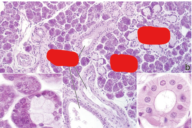 <p>Identify the structures present in this H&amp;E prep of a submandibular gland. Why are there so many mitochondria in these cells?</p>