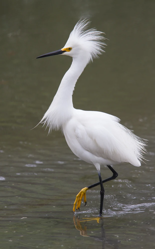 <p>What bird is this?</p>