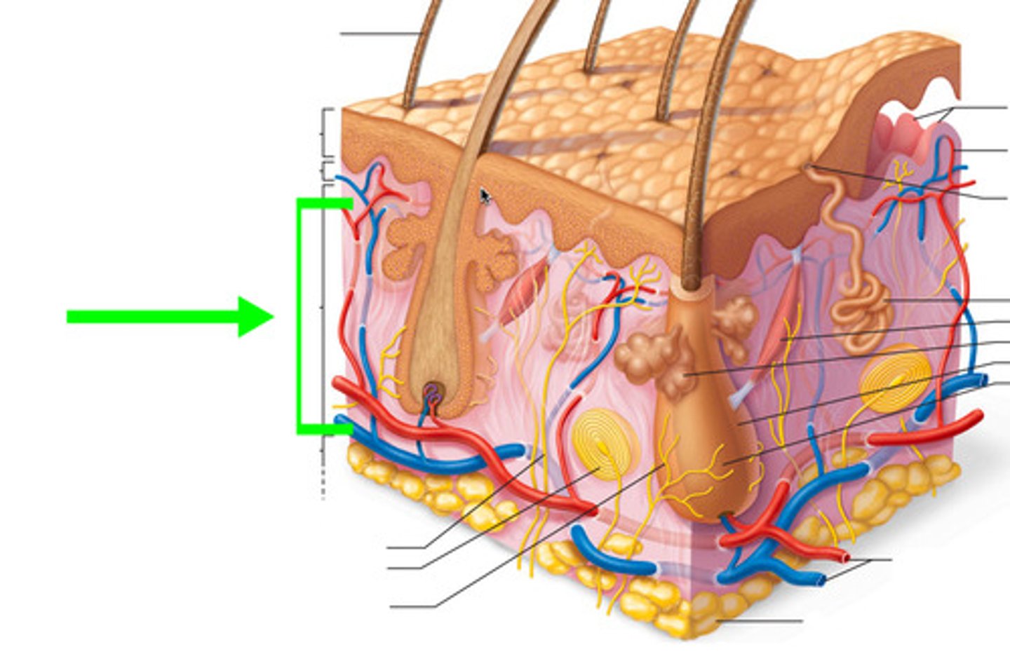 <p>The reticular layer accounts for approximately 80% of skin thickness.</p>