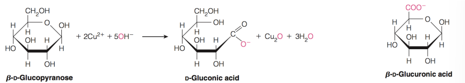<ul><li><p>gives other products</p><ul><li><p><strong>Uronic acids and glucuronic acid</strong></p><ul><li><p>Oxidation at C6</p></li></ul></li><li><p>Important constituents of some <strong>polysaccharides</strong></p></li><li><p><span><em>What is mainly used now with the finger prick test</em></span></p></li></ul></li></ul><p></p>