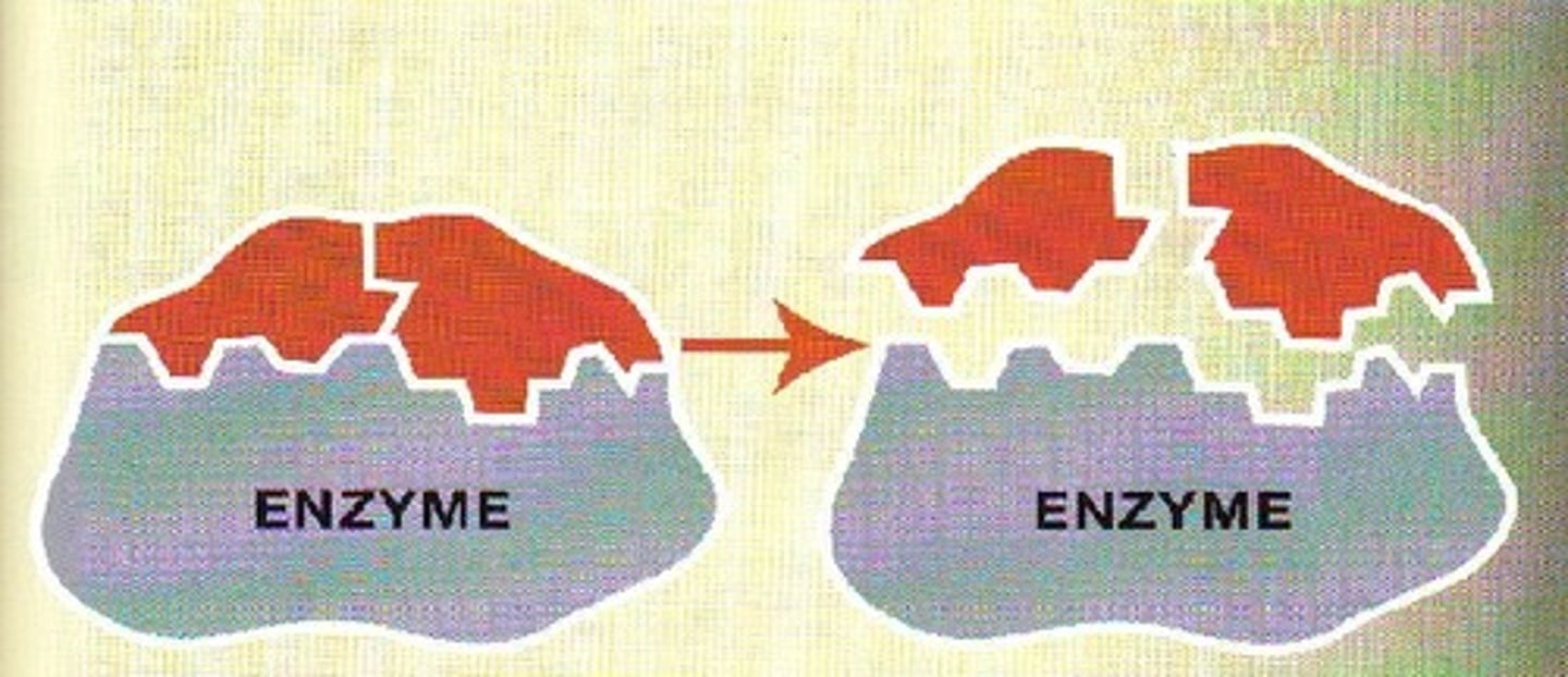<p>Any of numerous proteins produced in living cells that accelerate or catalyze chemical reactions</p>