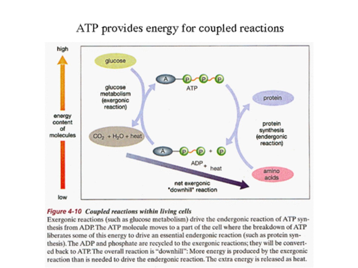 <p>- A common method for supplying energy for non spontaneous reactions is by coupling non spontaneous reactions to spontaneous</p><p>- Combustion of glucose is exergenic; the formation of peptide bonds is endergenic.</p><p>- Energy from the combustion can be stored in the peptide bonds in GTP, which are then lysed to provide the energy for forming peptide bonds.</p>