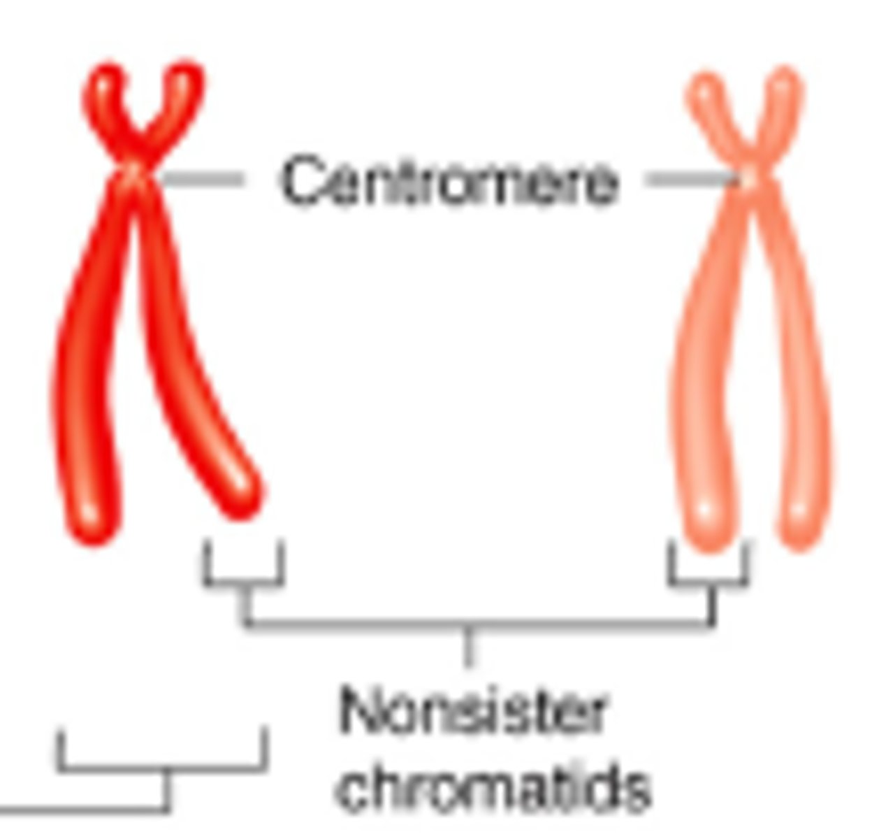 <p>chromatids on two separate homologs of the same chromosome type</p>