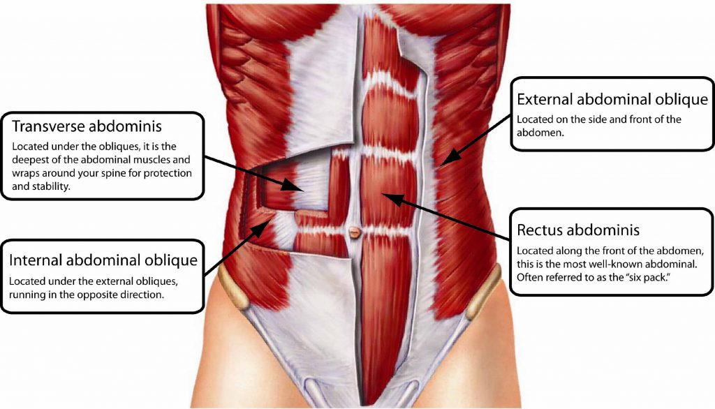 <p>Ex<span>ternal oblique, internal oblique, transversus abdominis, and rectus abdominis.</span></p>