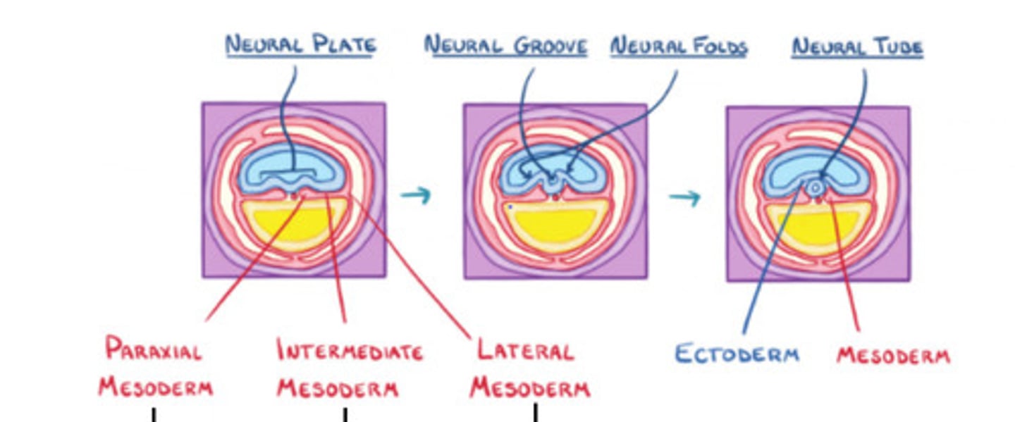 <p>Connective tissue associated with muscle and viscera, cardiovascular system, blood, etc</p>