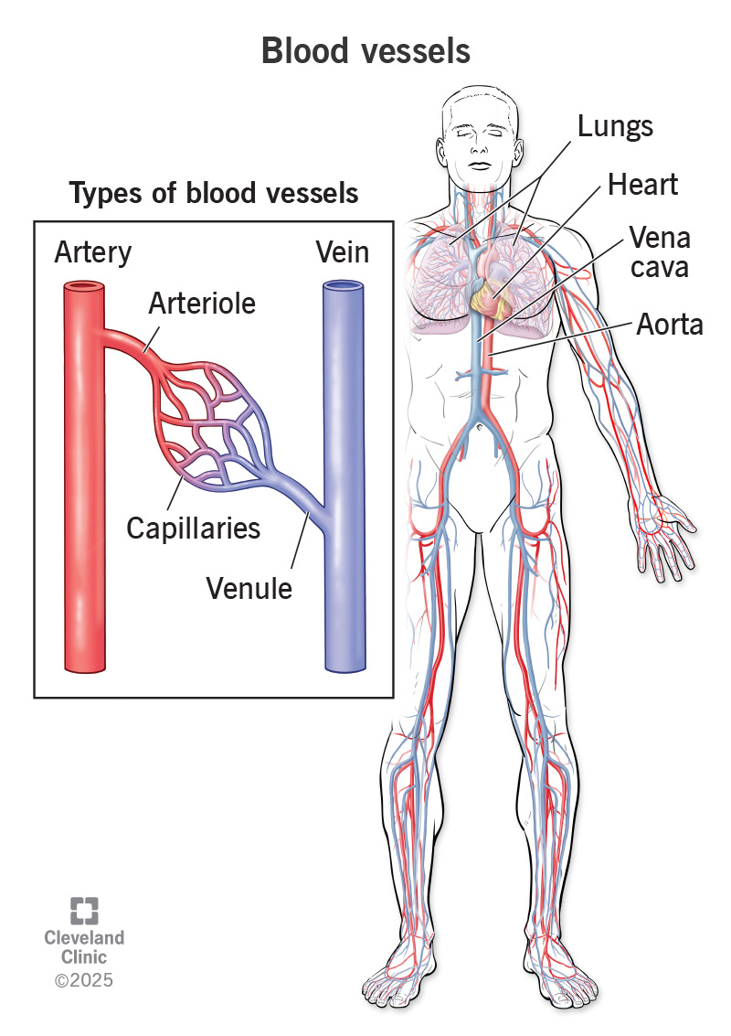 <p><strong>hollow organs</strong> that carry blood throughout the body.</p><p><u>3 types:</u></p><ul><li><p><strong>arteries </strong>( carry blood from heart to tissues of bod)</p></li><li><p><strong>veins </strong>(carry blood back to heart from tissues</p></li><li><p><strong>capillaries </strong></p></li></ul><p></p>