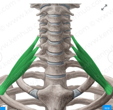 <p>Scalenus posterior insertion</p>