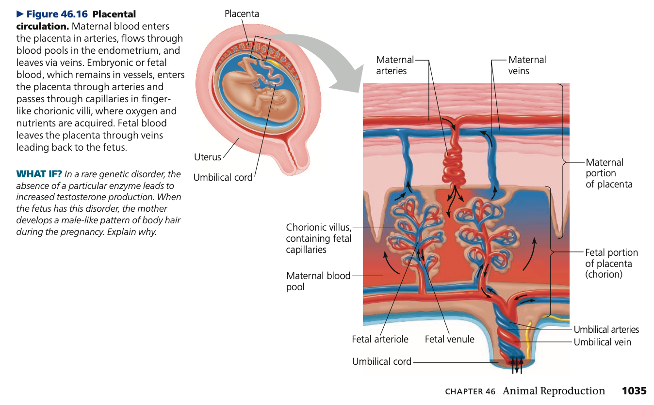 **Human Pregnancy**

* averages 266 days (__ weeks) from fertilization of the egg, or 40 weeks from the start of the last menstrual cycle
  * Monozygotic embryo: identical twins
  * Dizygotic embryo: fraternal twins

\

1. **First trimester**

* embryo secretes hormones that signal its presence and regulate the mother’s reproductive system
* **Human _____ gonadotropin (hCG)**
  * acts like pituitary LH in maintaining secretion of progesterone and estrogens by the _____ luteum through the first few months of pregnancy
  * detected in pregnancy tests
* Outer layer of the blastocyst, which is called the  **____**, grows outward and mingles with the endometrium, eventually helping form the _____
  * immune protection, exchanges respiratory gases, and disposes of metabolic wastes for the embryo
  * blood flows thru arteries of the _____ cord and returns via the umbilical vein