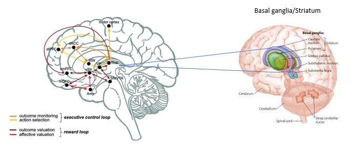 <ul><li><p>strongest connections occur between regions in PFC &amp; basal ganglia (striatum)</p><ul><li><p>which is a collection of old, subcortical structures including the caudate, putamen, globus pallidus and ventral striatum</p></li></ul></li><li><p>loops occur parallel w/diff loops connecting diff PFC regions</p></li><li><p>hypothesised to play diff roles</p><ul><li><p>reward processing loop that connects ventral striatum to OFC</p></li><li><p>executive control loop that connects DLPFC to dorsal striatum</p></li></ul></li></ul><p></p>