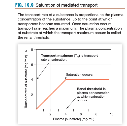 Recognize that saturation of transporters limits reabsorption:

explain the role of saturation in diabetes mellitus