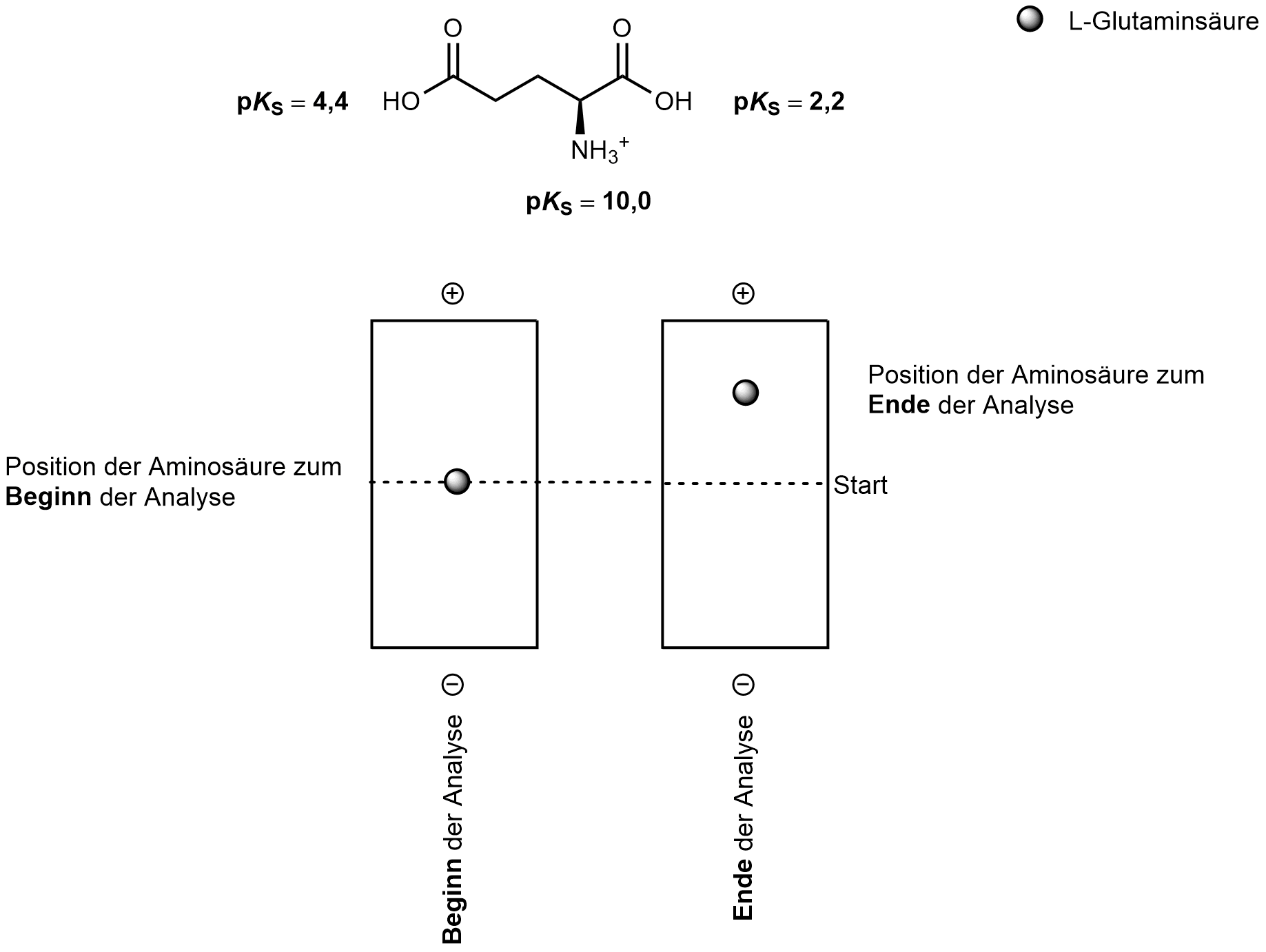 <p>46. The following figure shows an idealized electrophoretic analysis of L-glutamic acid: </p><p>At which of the following pH values was the analysis most likely performed?</p><p>A. 0</p><p>B. 1</p><p>C. 2</p><p>D. 3</p><p>E. 7</p>