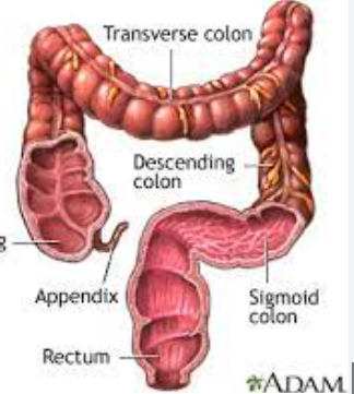 <p>Colon/o</p>