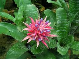 <p>Bromeliad </p>