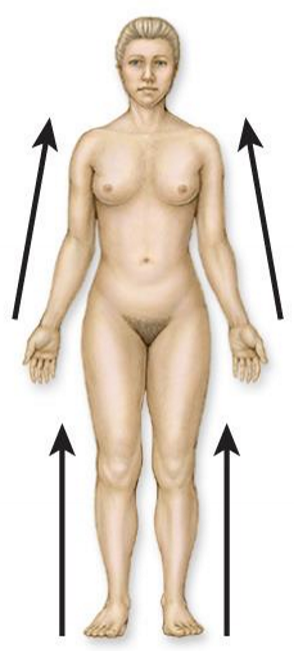 <p>What the directional terminology for this direction?</p>