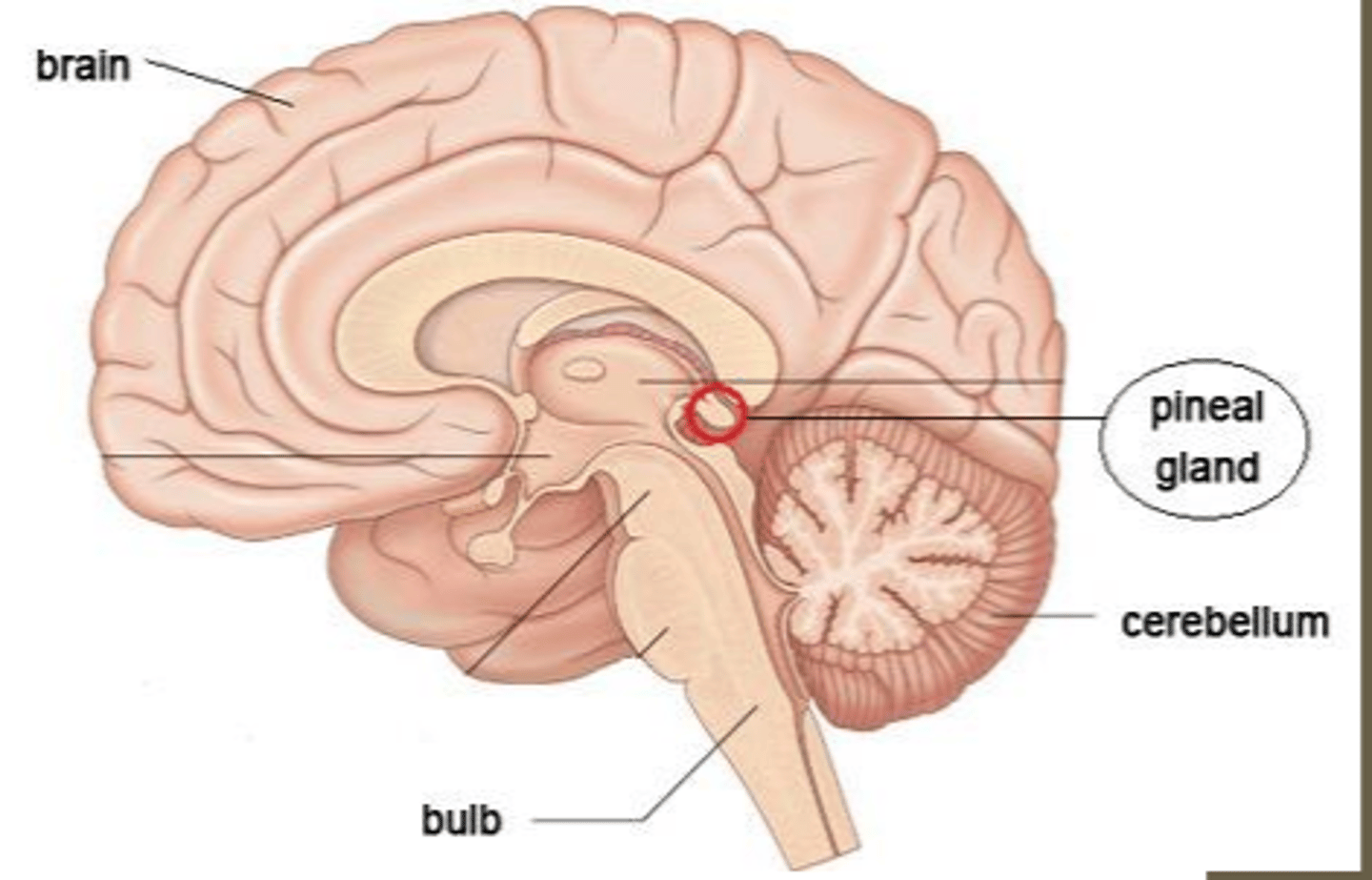 <p>important in the regulation of the circadian rhythm, including sleep-wake cycles</p>