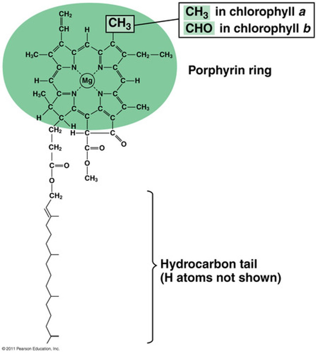 <p>Pigment found within special proteins called photosystems that traps light energy</p>