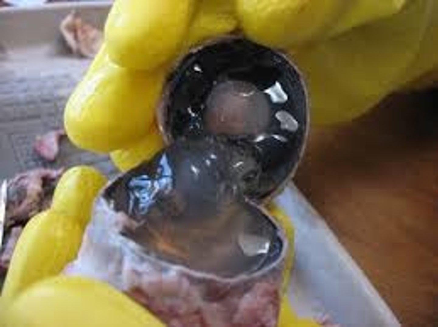 <p>the clear gel that fills the space between the lens and the retina of the eyeball of humans and other vertebrate</p>