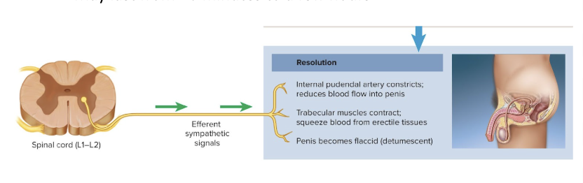 <p>period following resolution where it is usually impossible for a male to attain another erection or orgasm</p><ul><li><p>May last from 10 minutes to a few hours</p></li></ul><p></p>