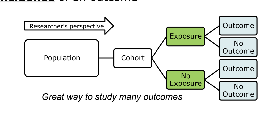 <ul><li><p>can be either prospective or retrospective</p></li><li><p>starts with <strong>exposure</strong> and look for outcomes</p></li><li><p>can determine a <strong>relative risk</strong> since we know <strong>incidence</strong> of an outcome</p></li></ul><p></p>