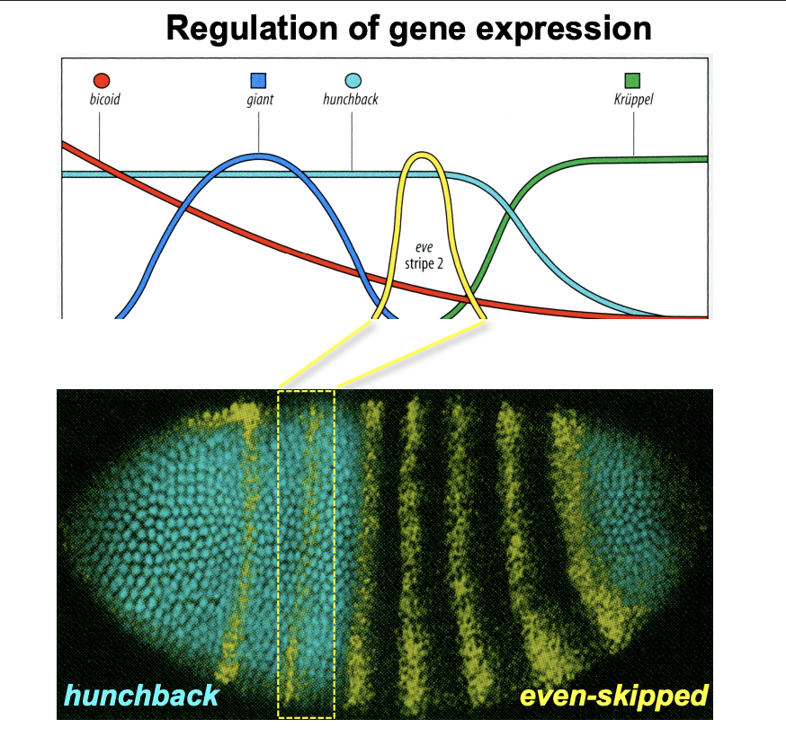 <p>Expression of <strong>eve stripe 2</strong>:<br>Respressor→ giant and Kruppel</p><p>Promotor→ bicoid and hunchback</p><p></p><p>Result→ get a peak of eve when there is low giant and kruppel but also high bicoid and hunchback</p><p></p><p>Overall: different cobinations of promotors and repressors→ to narrow down the effect of a specific region</p>