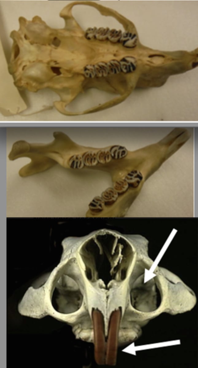 <p>What is the clade, order, suborder and family?</p>